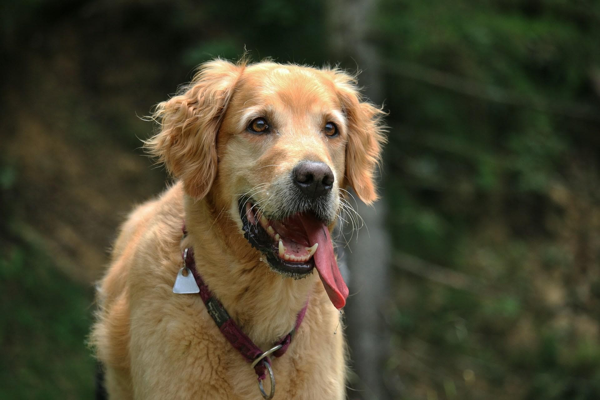 金毛犬适合什么样的家庭