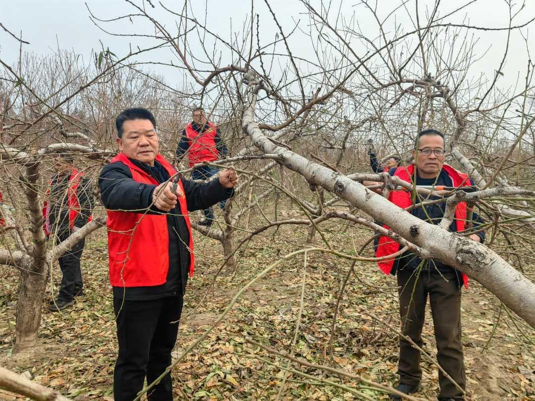 河南三门峡灵宝：小苹果做成大产业