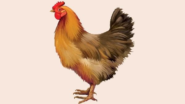一只母鸡被多只公鸡踩背？从五个方面解决这一养殖难题