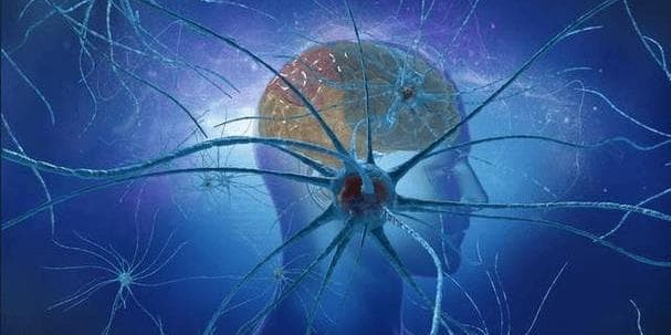 神经科学的最新发现：解读大脑的秘密