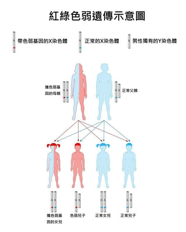【褪了色的世界】 色盲和色弱究竟是怎麼一回事？