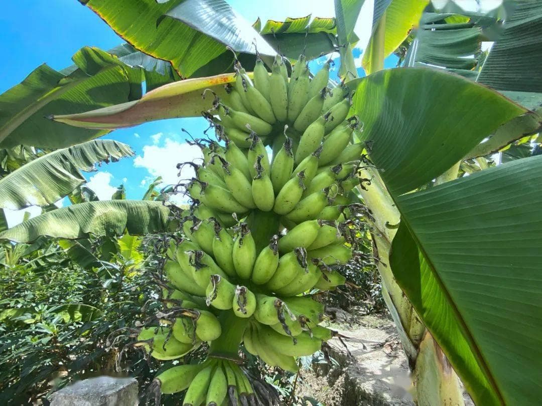 我国的“香蕉”有多少种？哪个品种最好吃？来涨知识了