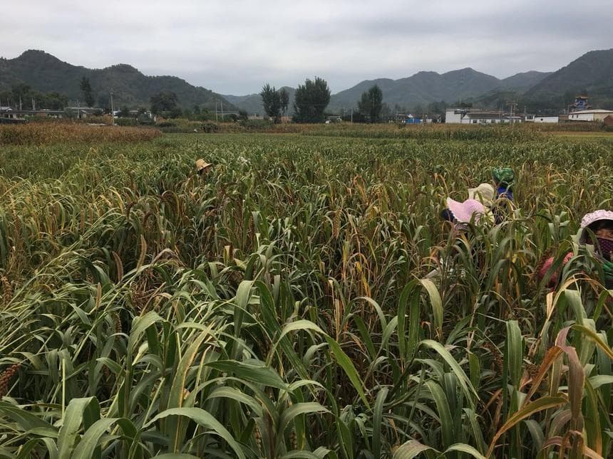 红谷小米：北京密云特产，营养价值超普通小米五倍