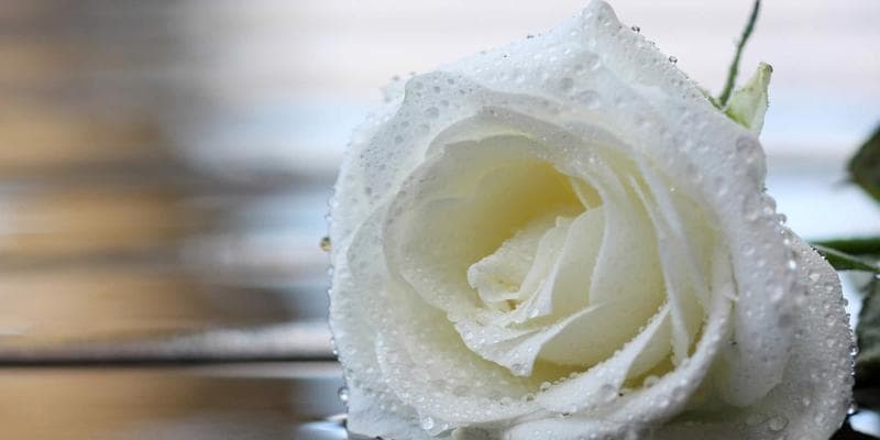 白色玫瑰花代表什么含义？送白色玫瑰花有哪些讲究？