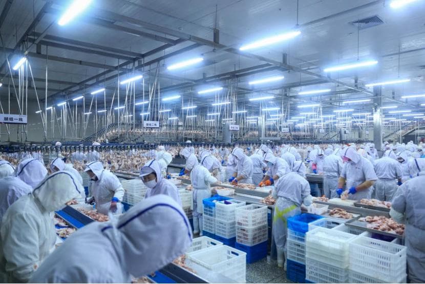 沈阳的“一只鸡”如何孵出百亿元产业链