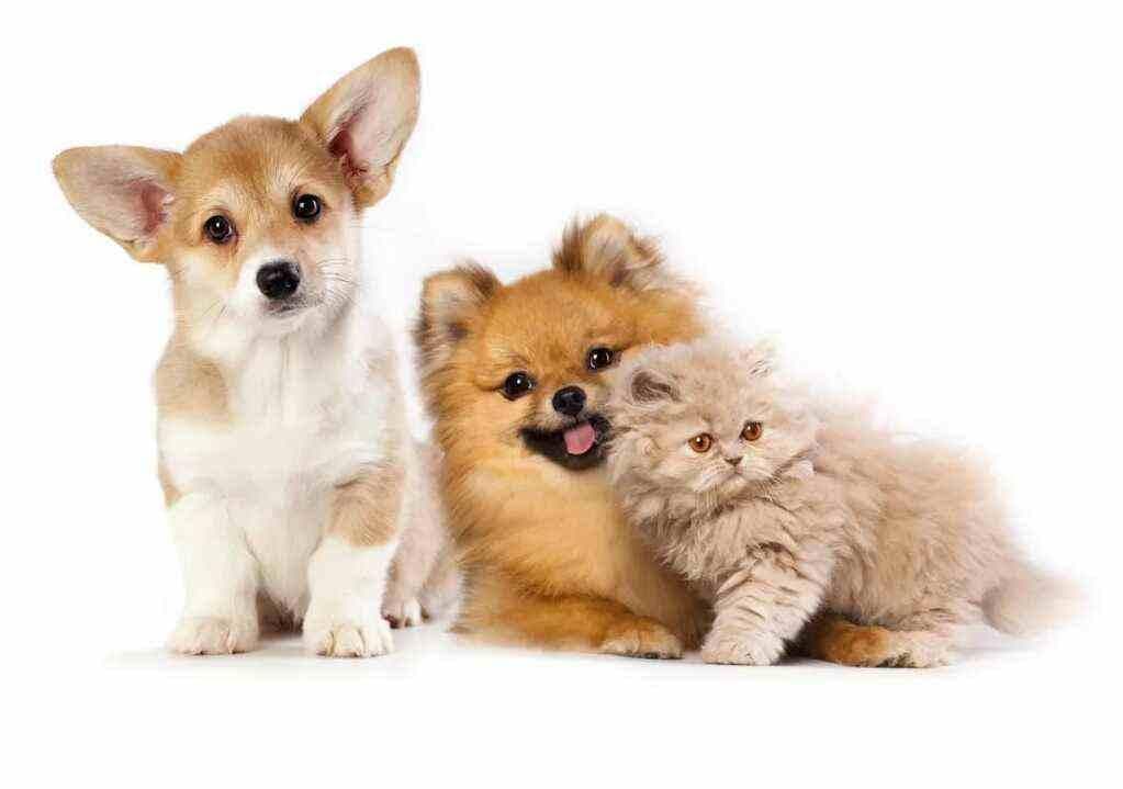 揭秘犬猫营养的秘密：科学喂养指南