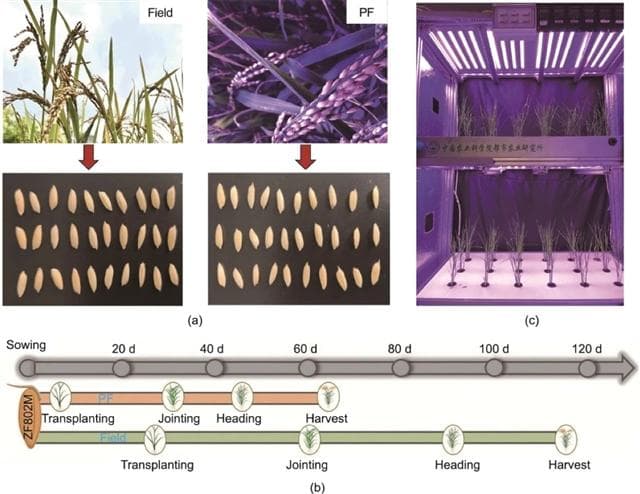 农科院团队：植物工厂快速育种缩短水稻世代时间提高代谢多样性