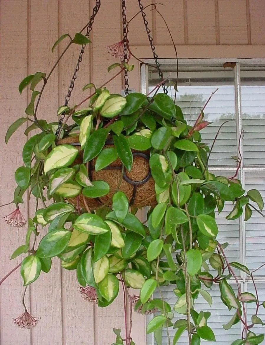 室内爬藤花卉养护指南：8种适合不同光照条件的开花植物