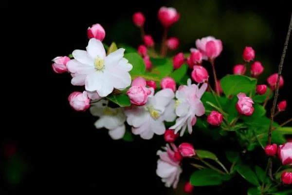 海棠花的种植与养护：打造美丽花园的实用指南