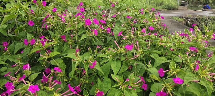 夜来香开花的四季之谜：从生长特点到文化价值的全面解析