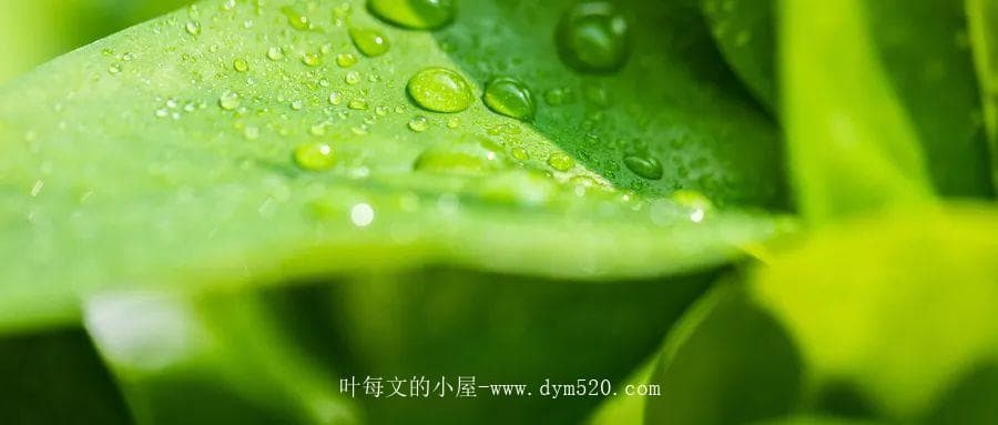 多看绿色能保护眼睛？ 揭开真相，探索真正的护眼之道
