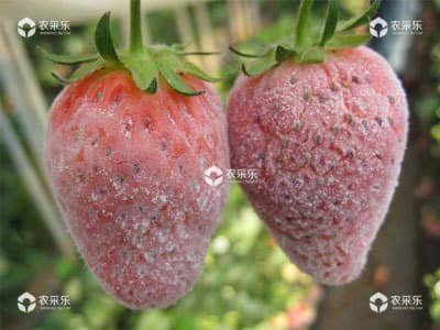草莓白粉病的症状及防治方法