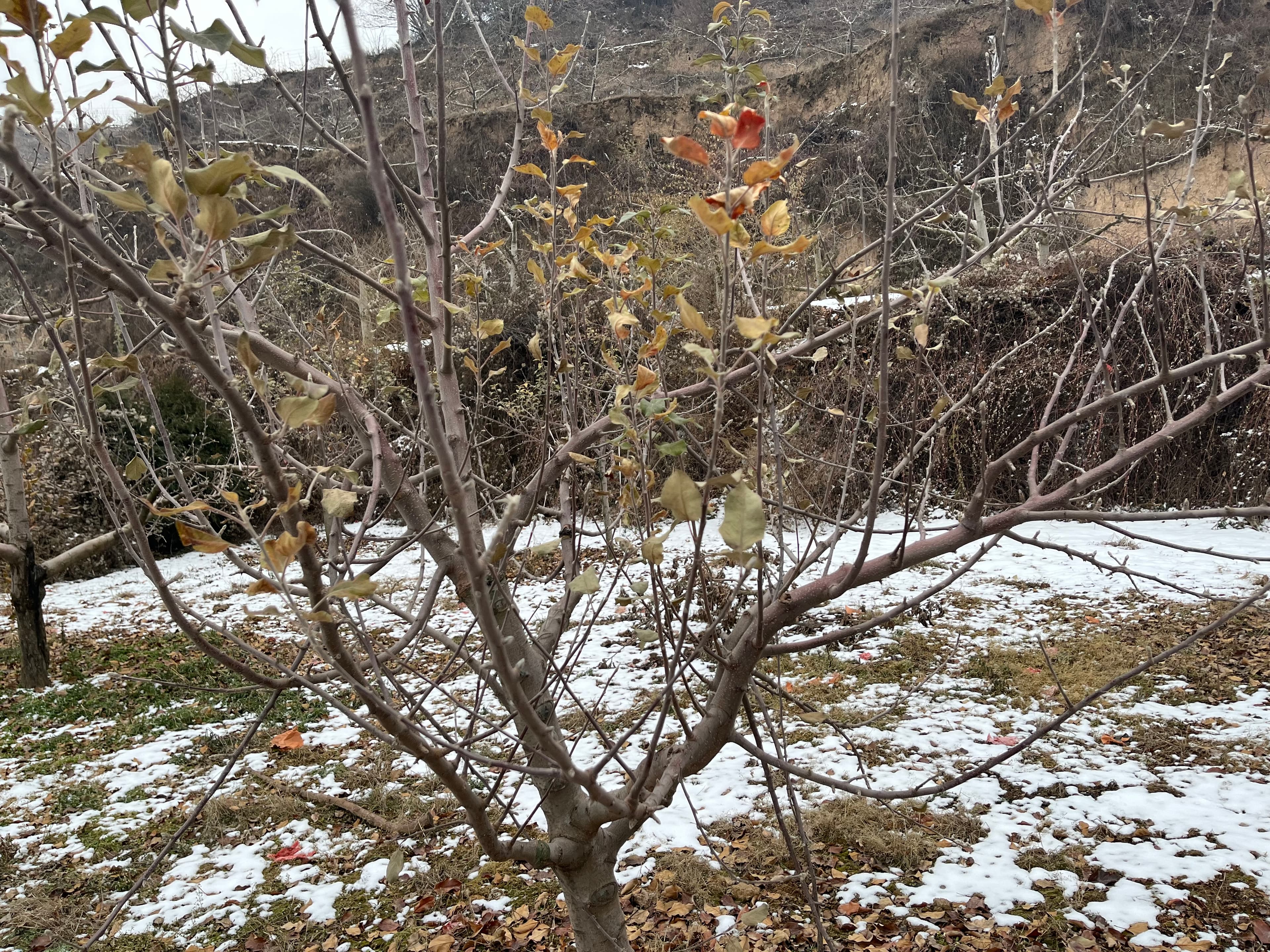苹果树营养生长向生殖生长转变期的管理要点
