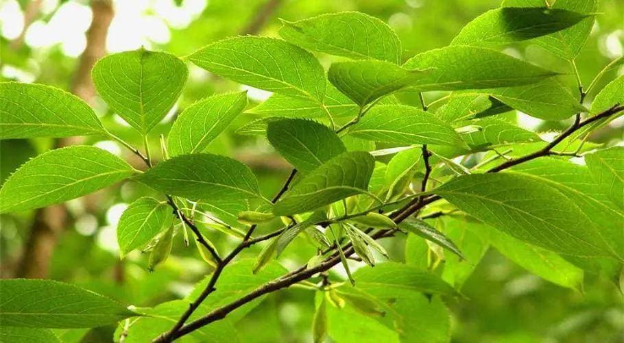 杜仲叶食品应用：揭秘与健康的秘密联系