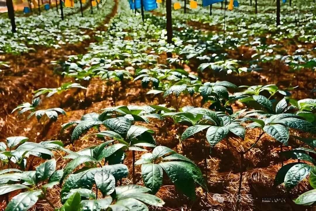 林下种植组合实操篇