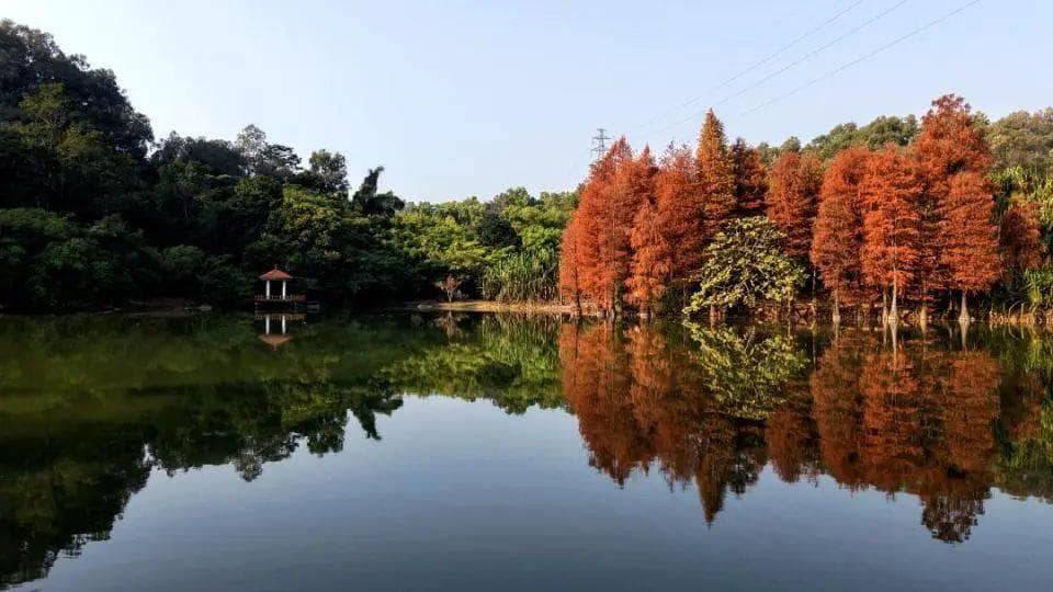 @广东人，华南国家植物园落羽杉“红”了！正值最佳观赏期~