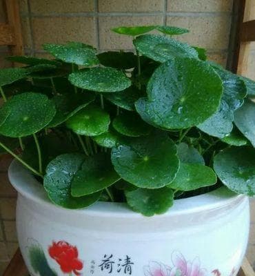 铜钱草的寓意和花语（探寻铜钱草的象征与意义）