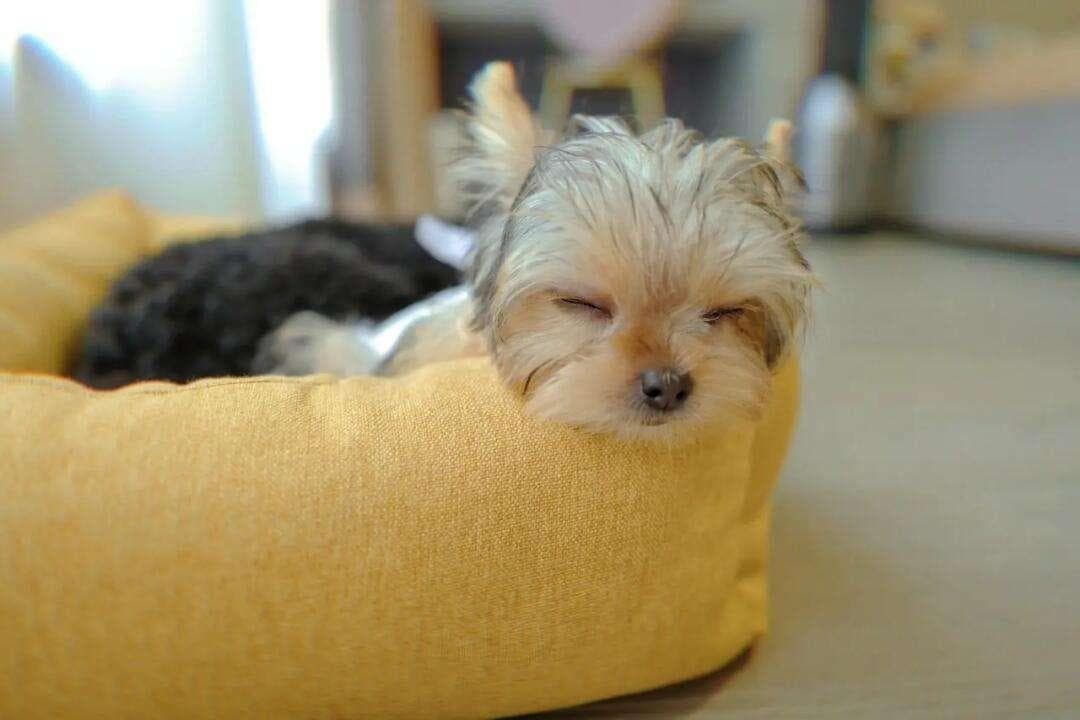 犬二尖瓣发育异常：症状、诊断与治疗全解析
