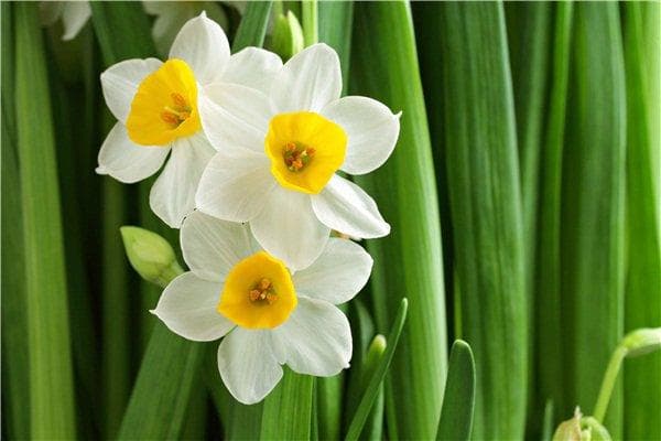 水仙花有毒吗？水仙花的毒性成分及预防措施