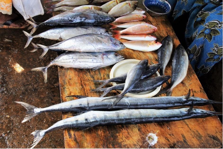 废弃虾壳让鱼儿更鲜艳——新型天然增艳剂材料