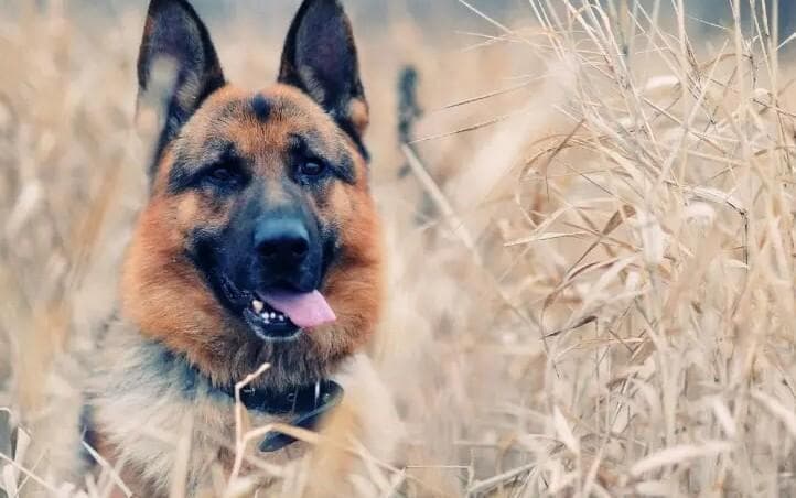 东德和西德牧羊犬的区别，附挑选德国牧羊犬注意事项