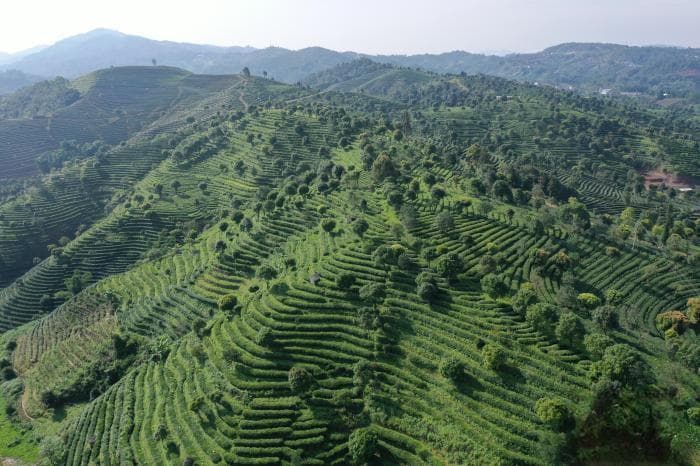 一片云南“树叶”何以“茗”动天下？