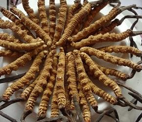 虫草多糖：结构、功效与应用