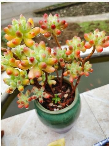 菊花的花语是什么？意义有哪些？
