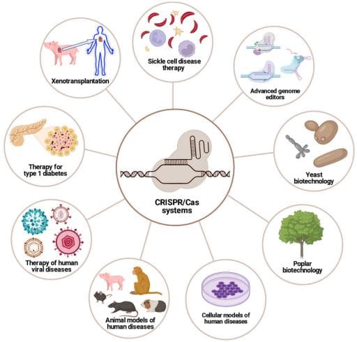 CRISPR-Cas系统与基因编辑：开启人类CRISPR/Cas疗法的新纪元