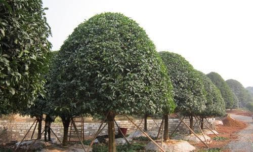 校园绿化，适宜种什么树？（探讨适合在学校内种植的树种及其特点）