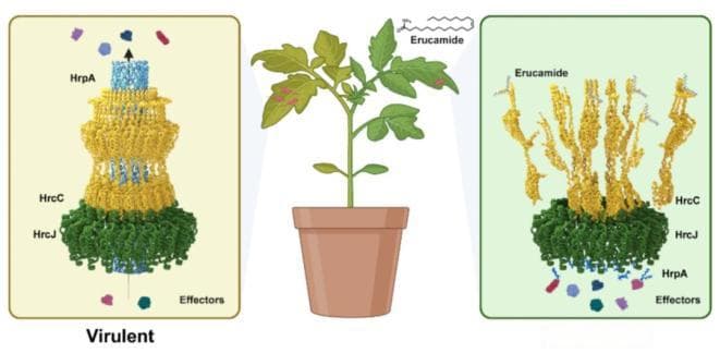 Science最新研究：中国科学家揭示植物抗病新机制，为绿色农业提供新思路