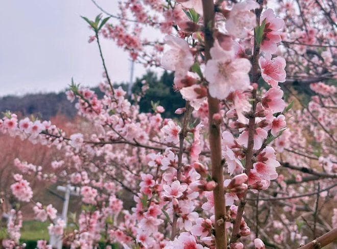 大连樱花景点全攻略：十大赏樱胜地详解