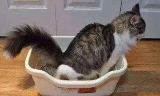 猫咪乱尿？可能是猫砂盆用错了！