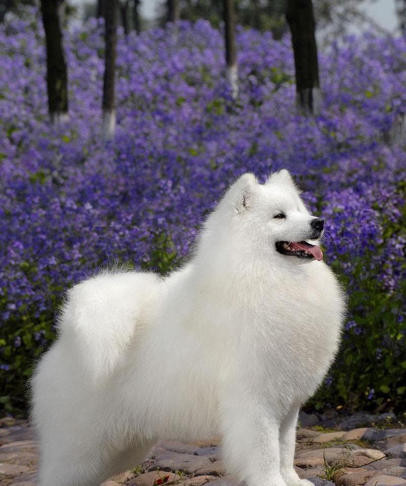 萨摩耶犬的价格及适合家养的优势（了解萨摩耶犬价格，选择最适合的宠物伙伴）