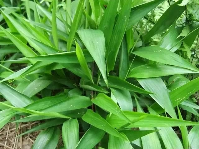 淡竹叶——清热除烦，利尿通淋