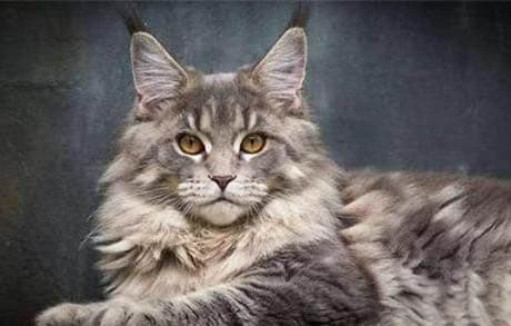 猫血常规正常值及检查意义