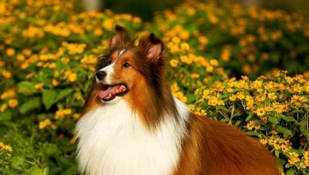 喜乐蒂犬训练全攻略：14个实用技巧助你培养完美宠物