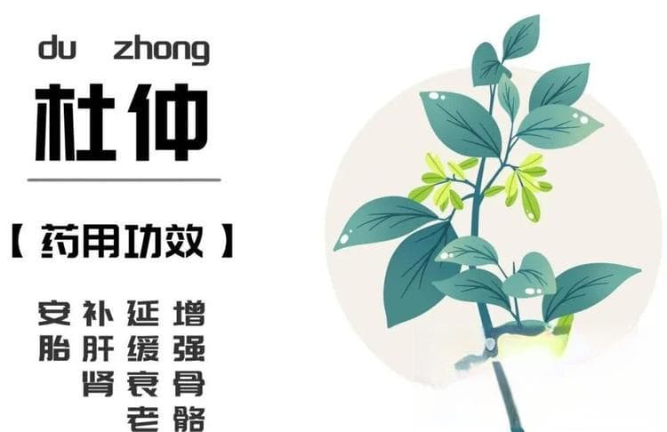 食药同源之杜仲