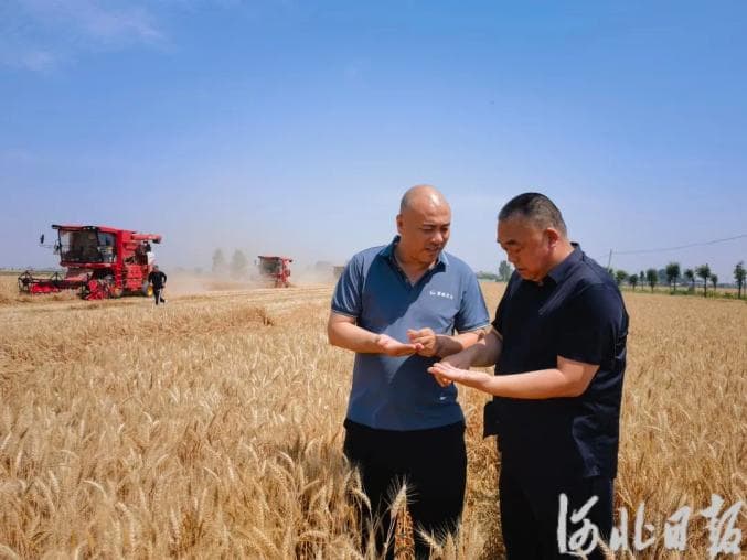 赵县这村种一亩小麦成本降了100多元，咋做到的？