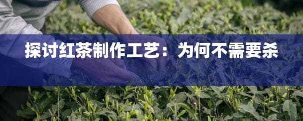 探讨红茶制作工艺：为何不需要杀青步骤