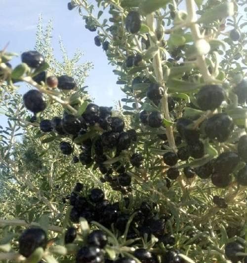 黑枸杞上市时间及成熟季节剖析（探寻黑枸杞的成熟规律与上市时间）