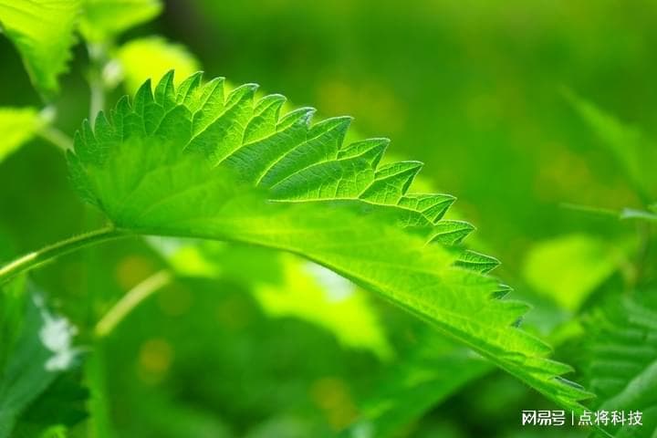 植物生长不可或缺的光能来源
