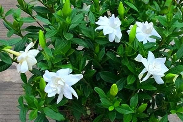 新购栀子花养殖全攻略：从剪枝到酸性环境维护