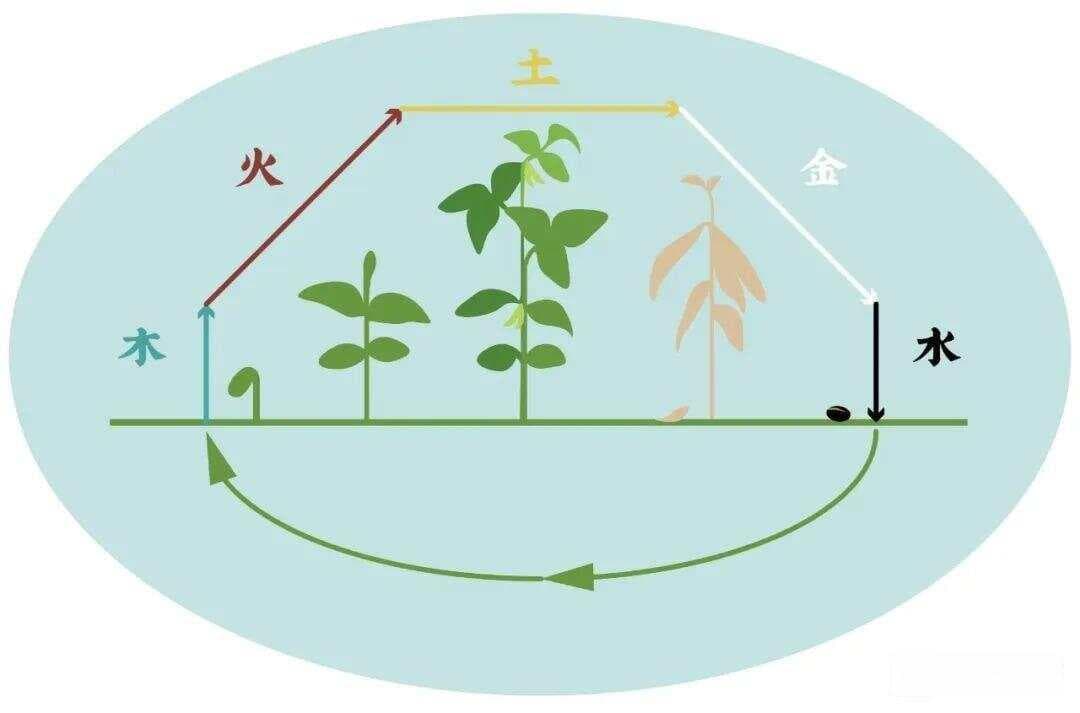 【学中医】五行之间“相爱相杀”，宇宙造化皆由此生