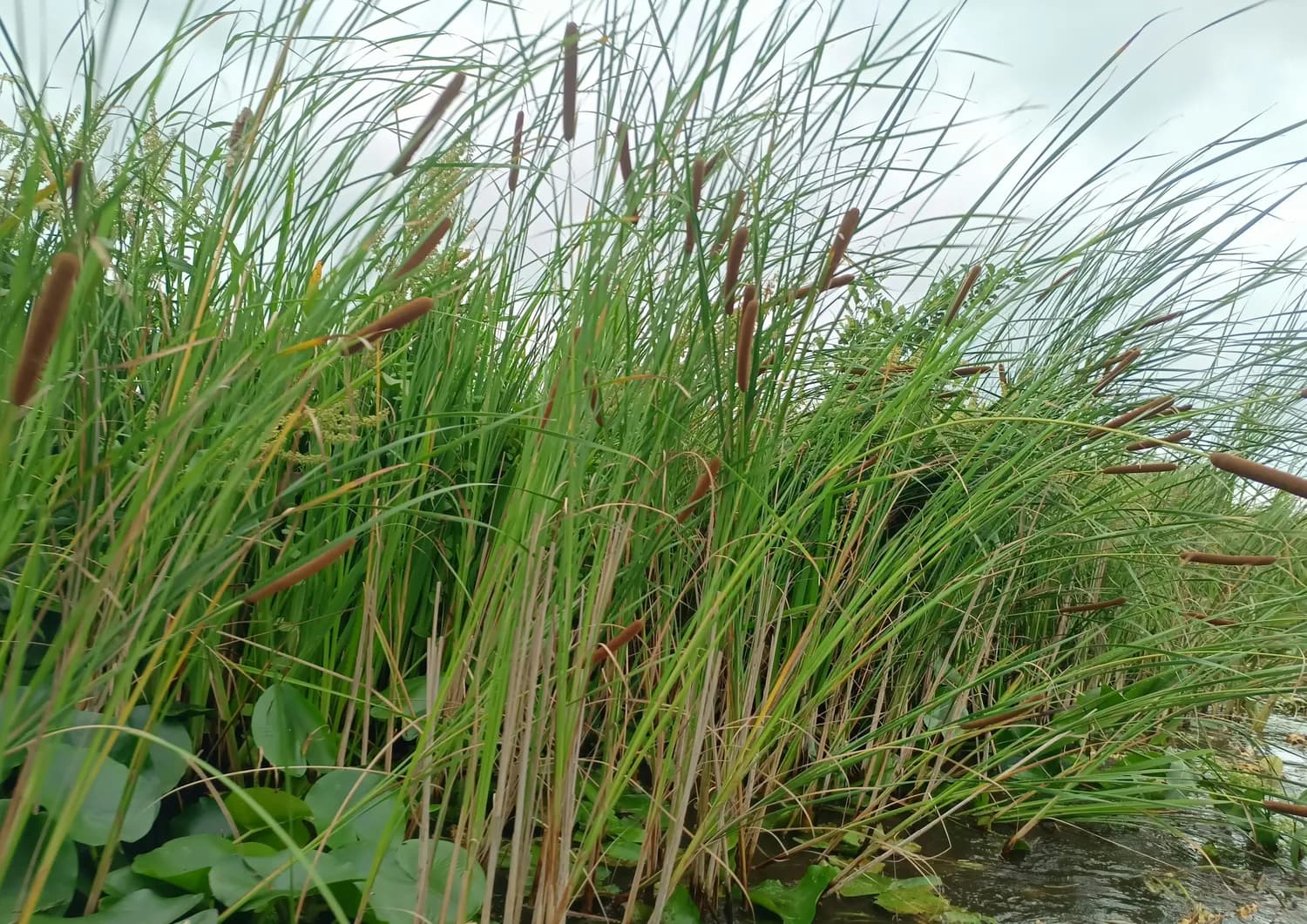 香蒲棒：传统中药材的现代价值