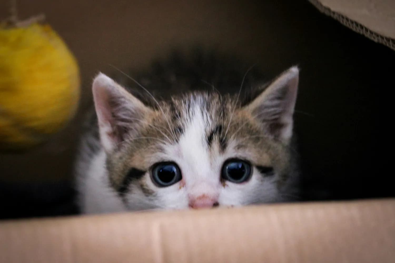 猫咪爱纸箱的秘密大揭秘！