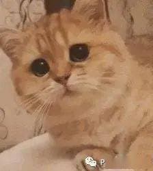 猫咪能感知主人的怀孕状态吗？