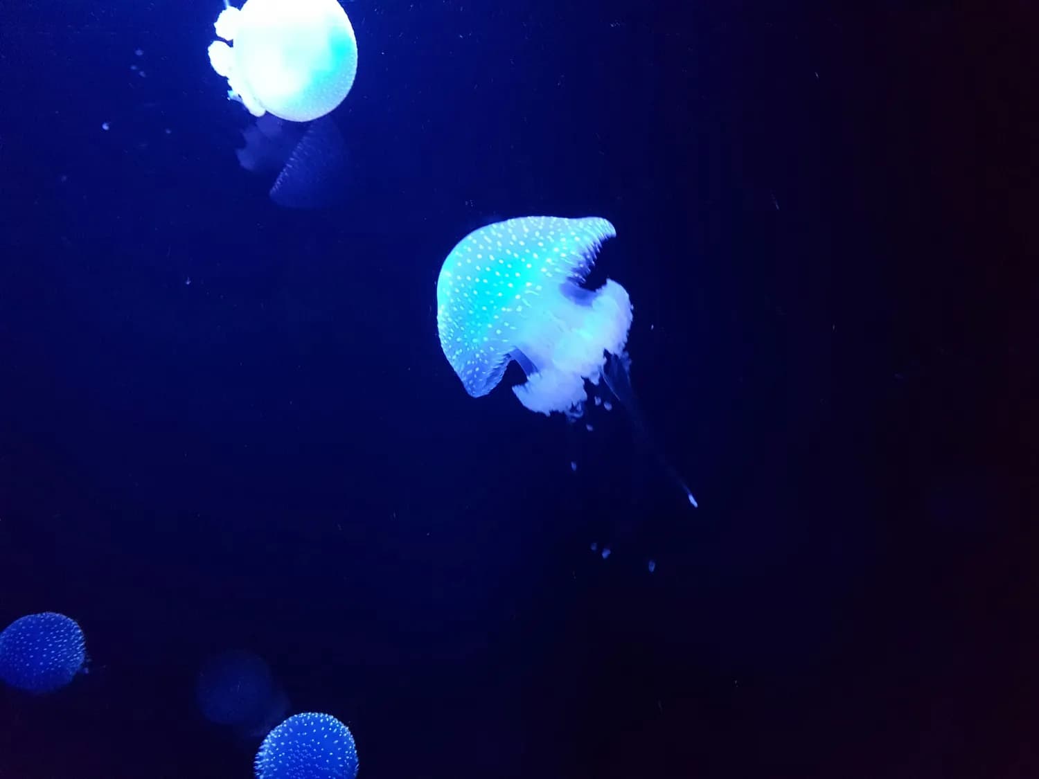 上海春节必打卡！全家嗨玩非遗艺术节