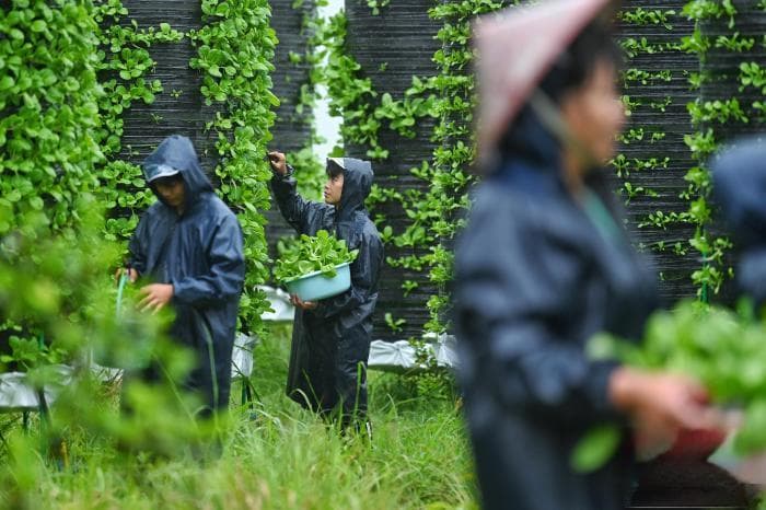 无人机运输+气雾栽培，浙江青田打造山区“植物工厂”