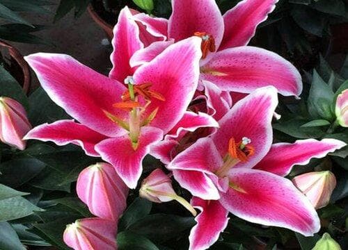 百合浇水的正确方法